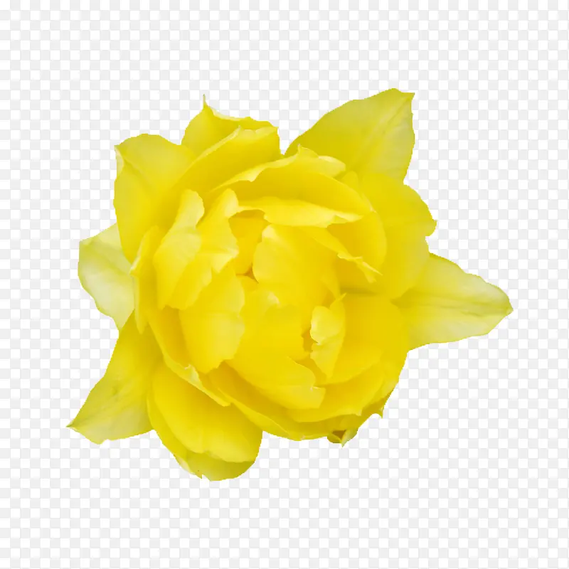 鲜花背景素材花卉图案 黄色花朵