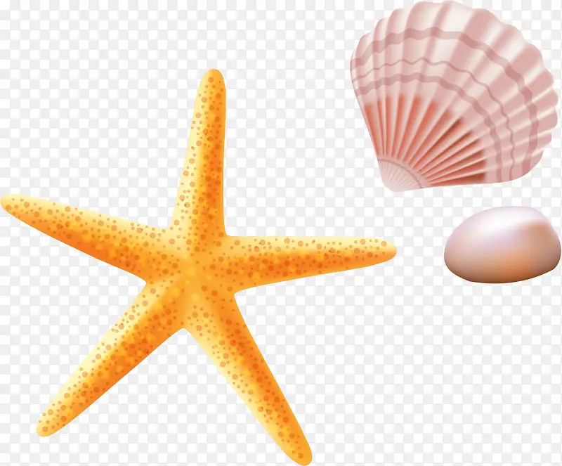 3D海星贝壳珍珠矢量图