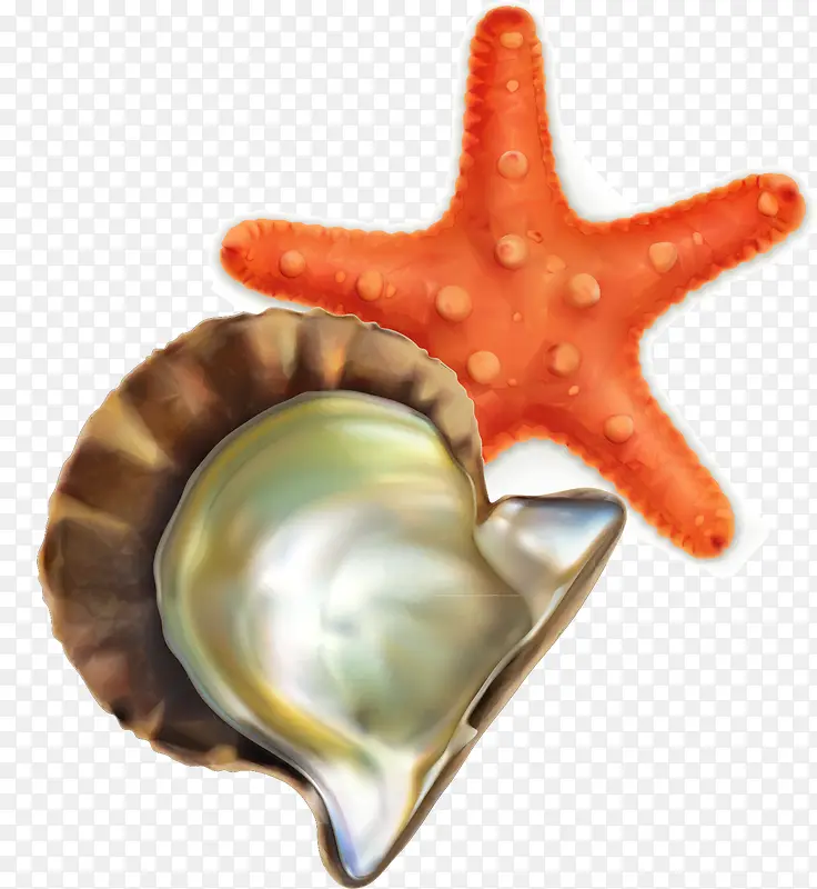 贝壳与海星素材
