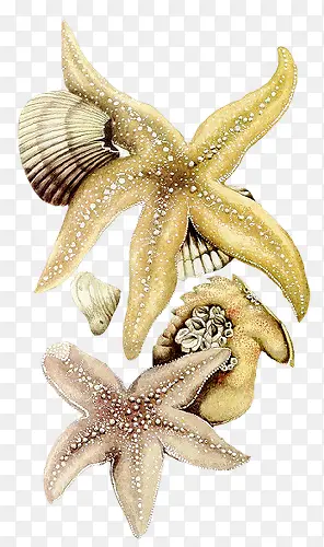 贝壳与海星