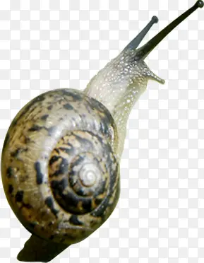 高清棕色纹理蜗牛