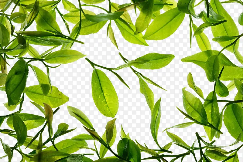 绿茶叶免抠素材