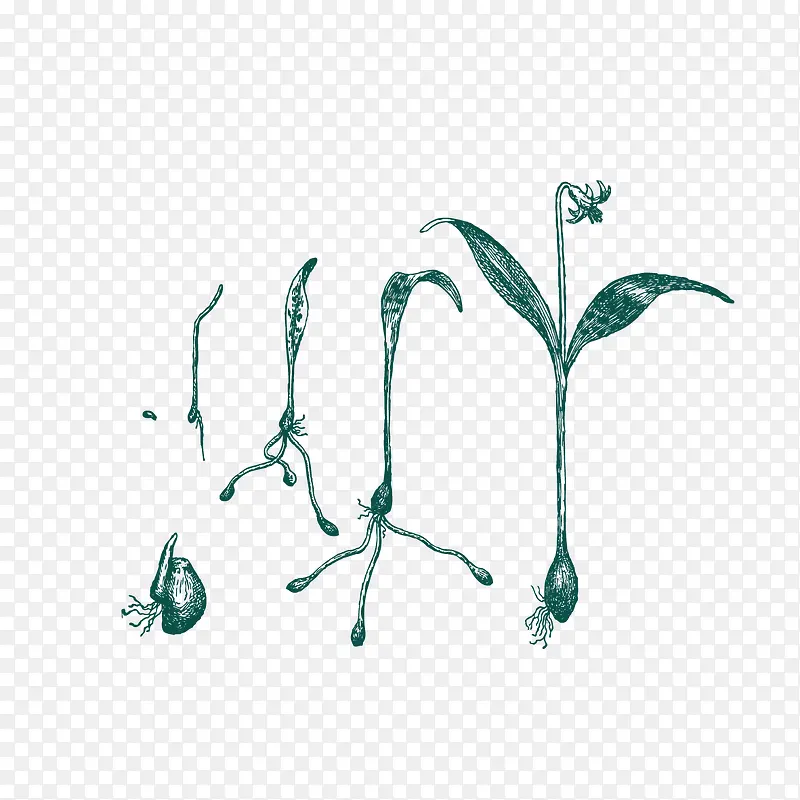 植物成长手绘图片