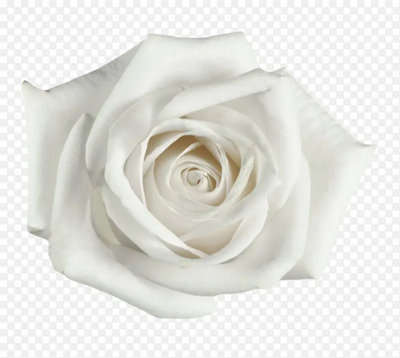 白色有观赏性玫瑰一朵大花实物
