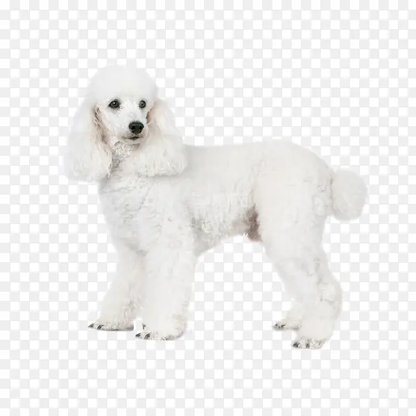 白色卷毛狗