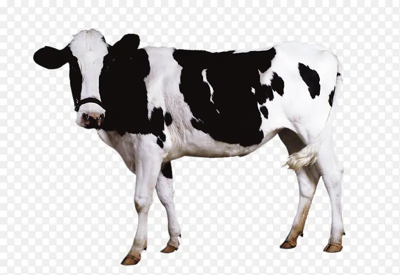 荷兰公牛