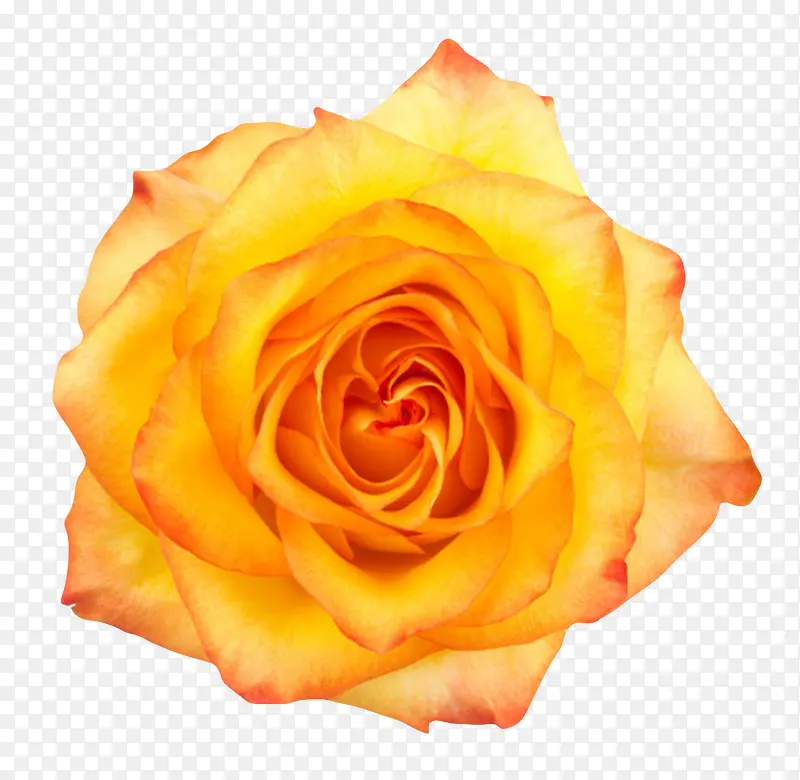 橙黄色有观赏性玫瑰一朵大花实物