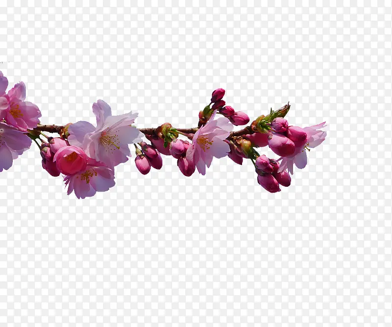 花朵素材
