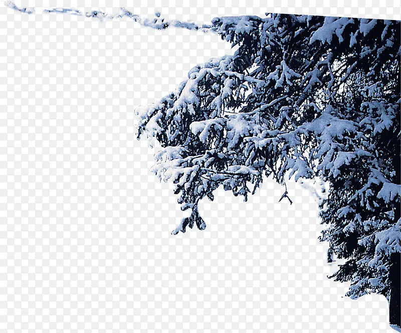 白雪压迫树枝美景