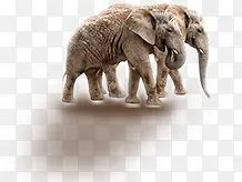 两只大象行走