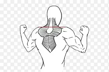 背部肌肉示意图素材免抠