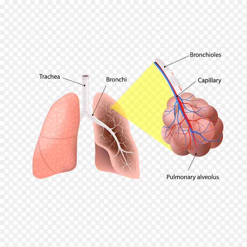 卡通人体肺脏血管矢量图