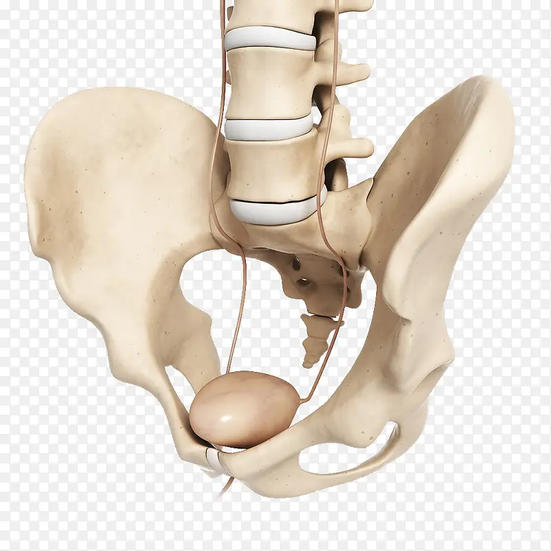 骨盆脊椎模型实物