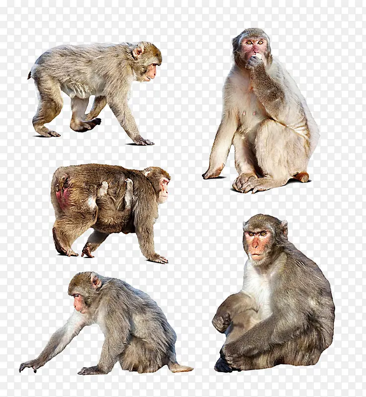 不同造型的猴子