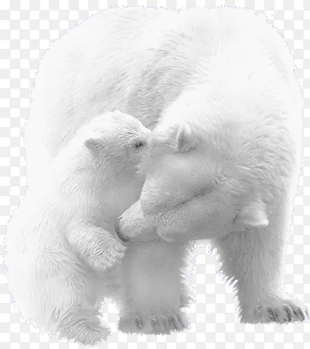 白色北极熊母子素材