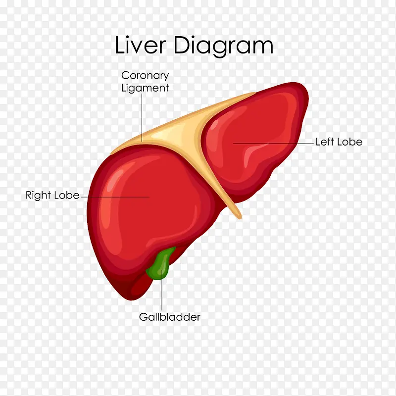 肝脏解析图