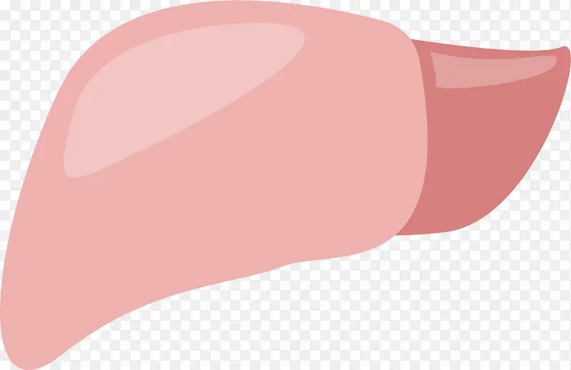 粉红色肝脏手绘图