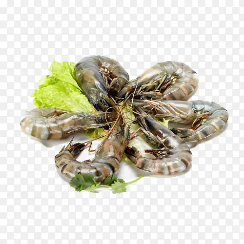 海捕大对虾