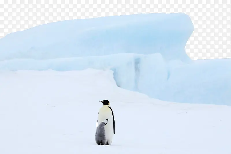 南极孤立的企鹅