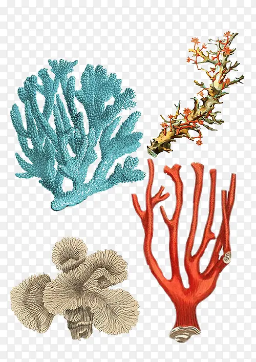 海洋珊瑚手绘
