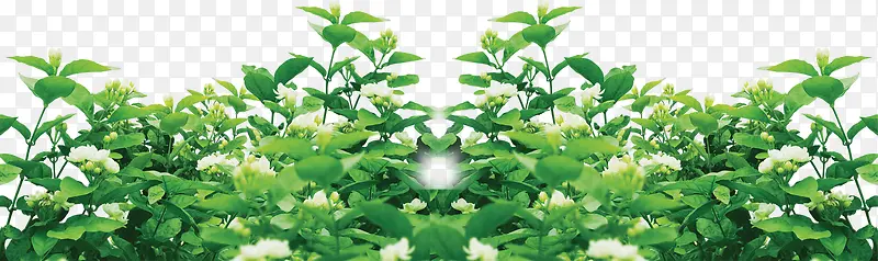 绿树阳光树影造型