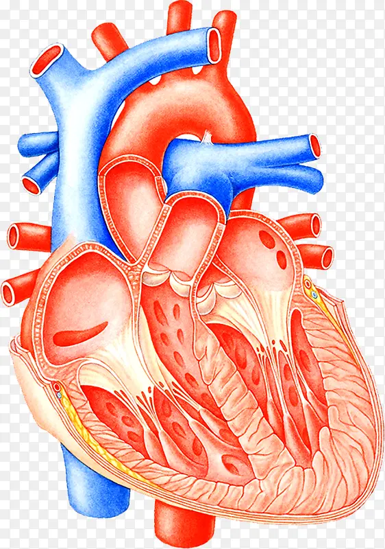 心脏血管医疗图片