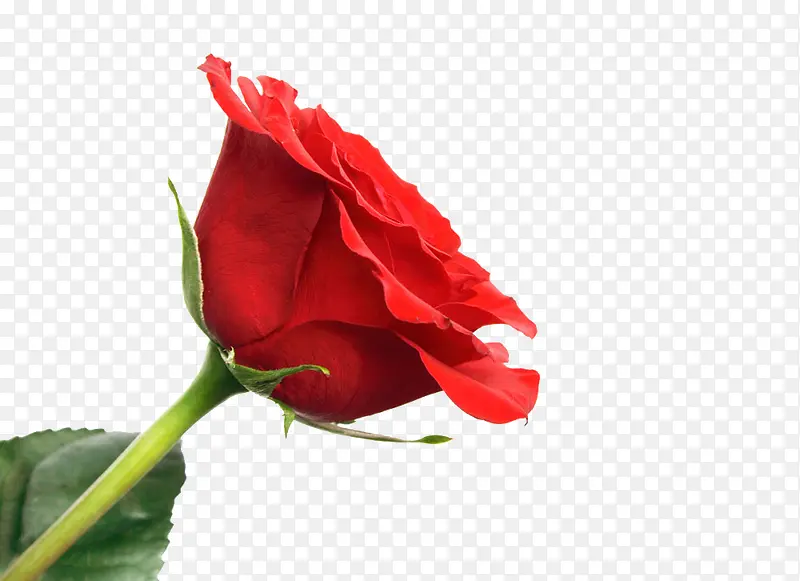 一朵红色的玫瑰花高清图片图片