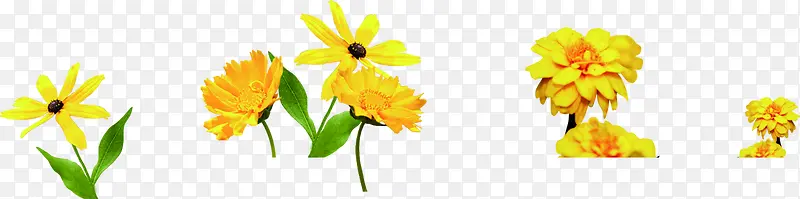 教师节专题元素黄色的花朵