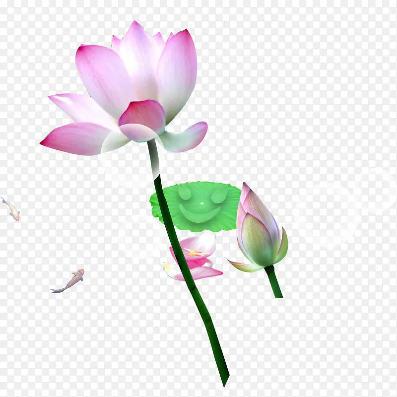 荷花游鱼