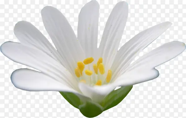 花开时节白色花朵