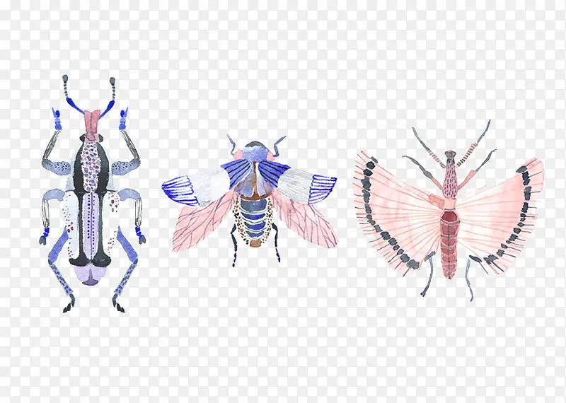彩绘昆虫图案