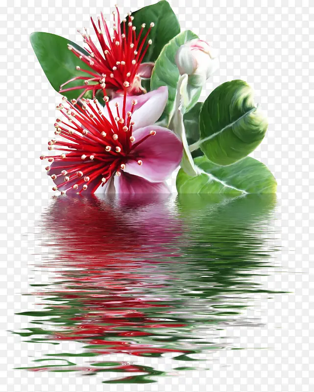 水里的鲜花