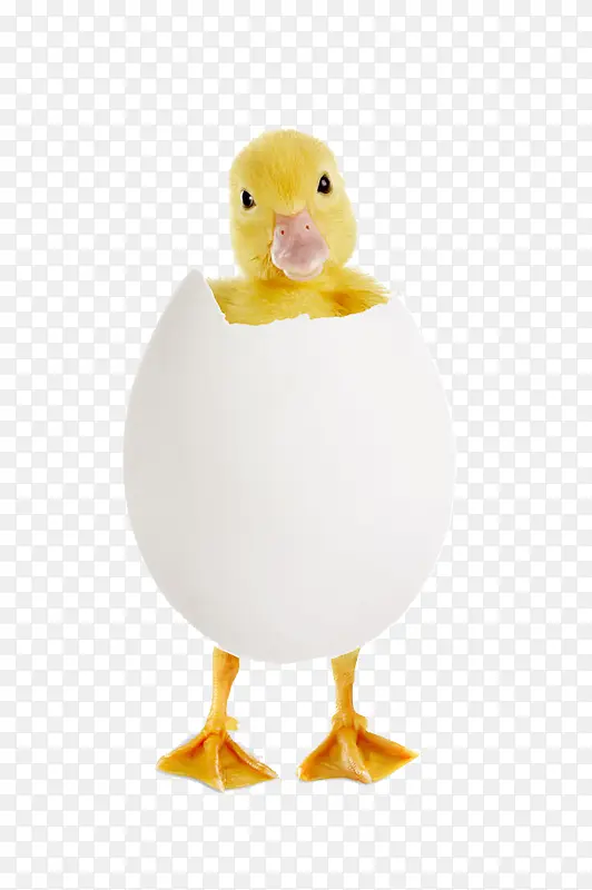 蛋壳里的小鸭