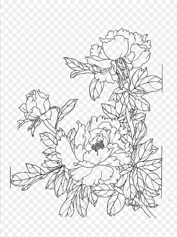 牡丹花白描