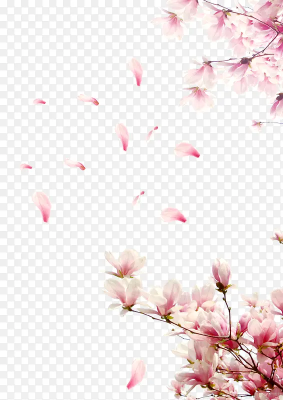桃花花瓣    节日   鲜花