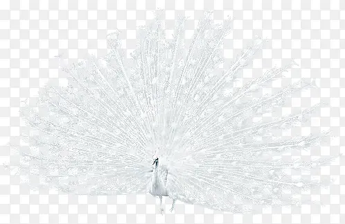 白孔雀