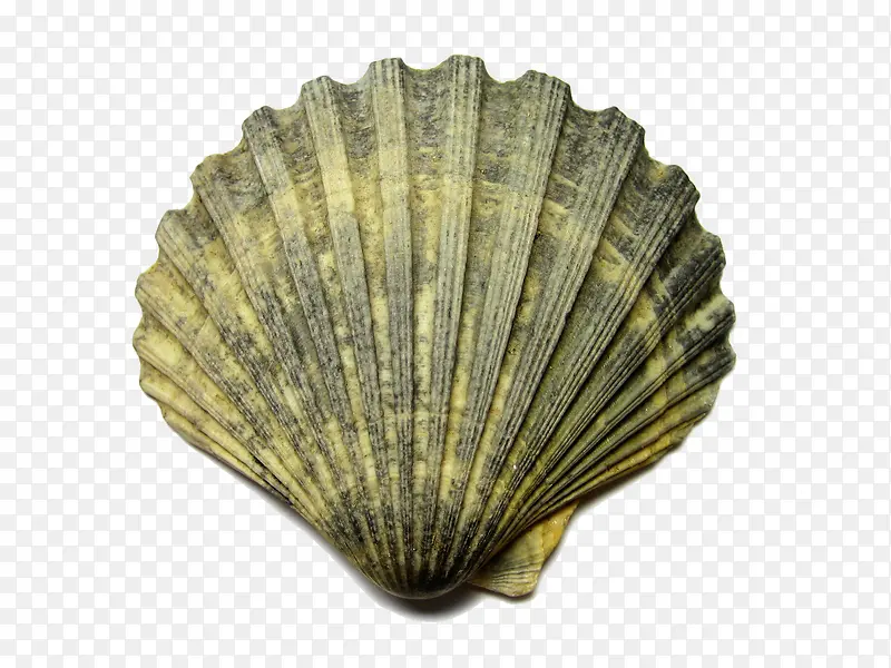 化石贝壳