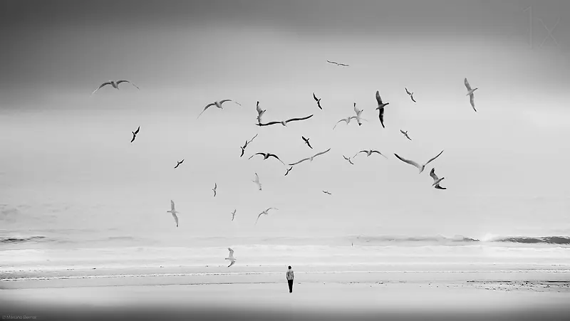 黑白风格环境渲染海鸥海边任务摄影合成