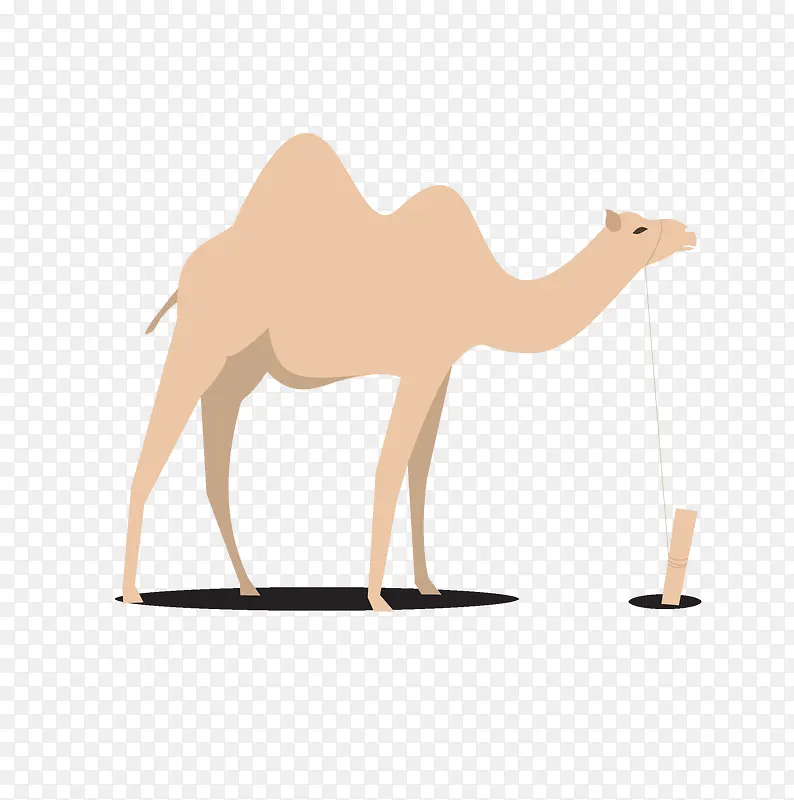埃及骆驼