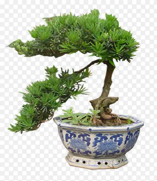松柏造型
