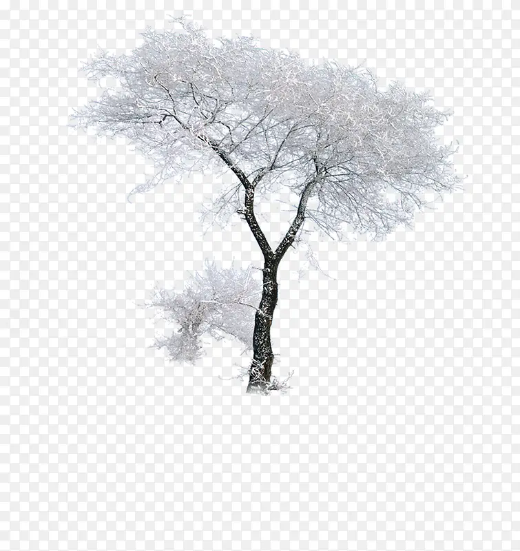冬季雪景风光大树