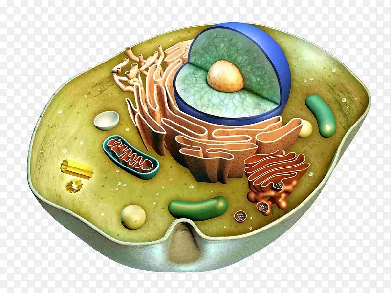 卡通生物细胞