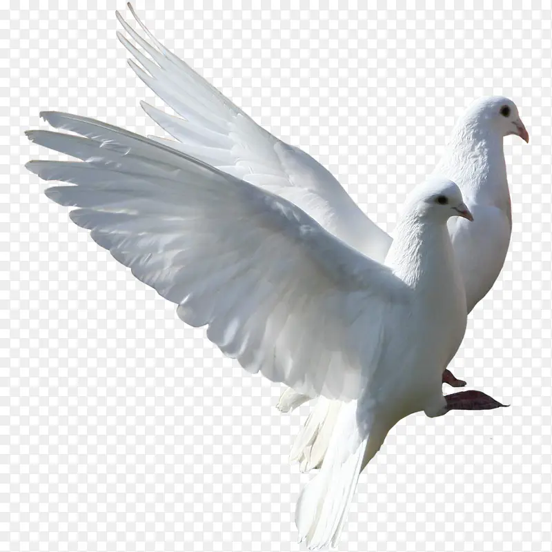 白鹤
