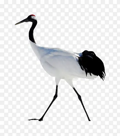 白鹤
