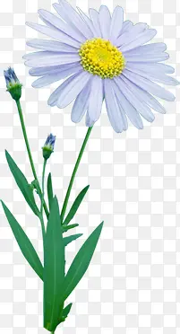 淡蓝色花朵设计草地