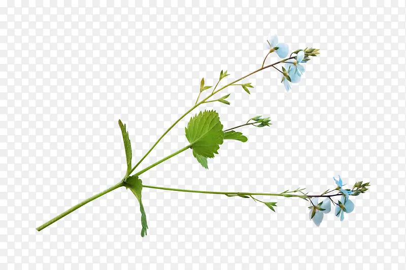蓝色小花花卉装饰 背景
