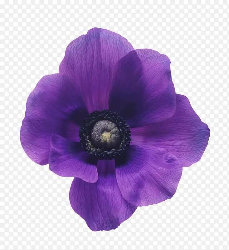 紫色花朵 装饰