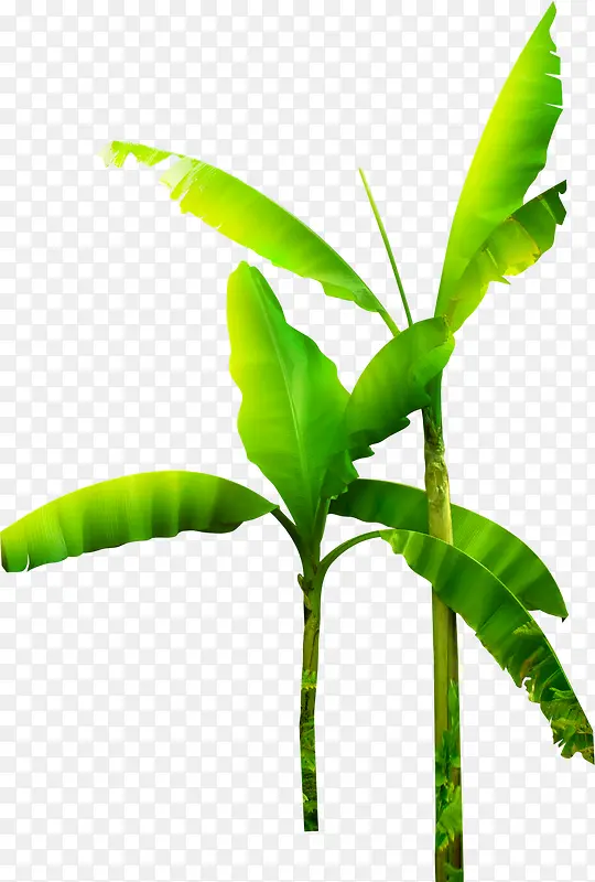 热带植物绿色大片叶子