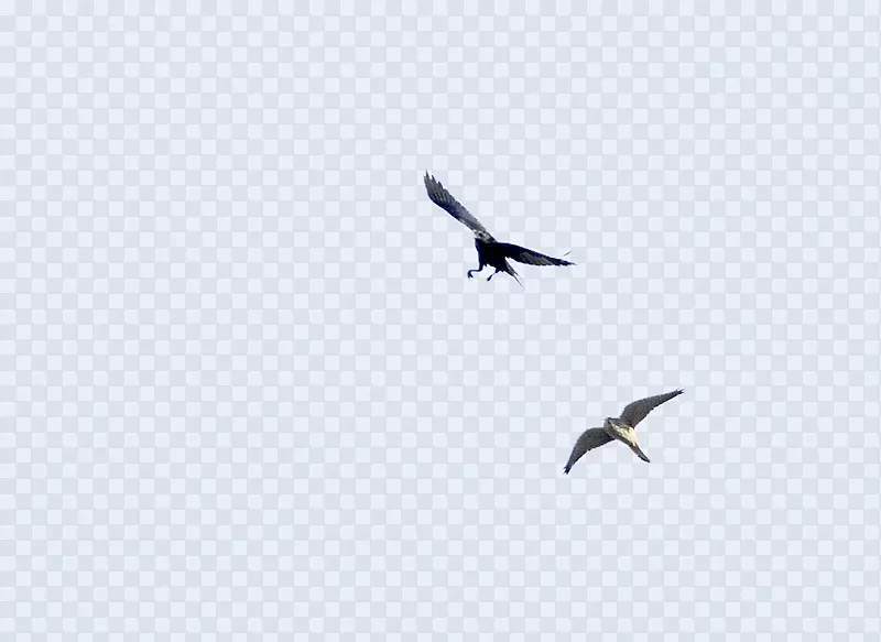 天上飞的乌鸦