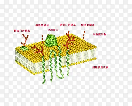 高中生物细胞蛋白质图